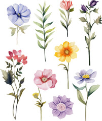 Flower watercolor illustration set