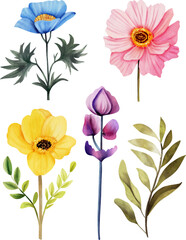 Flower watercolor illustration set