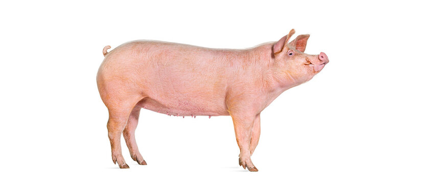 Side view of a Domestic pig looking up, isolated on white