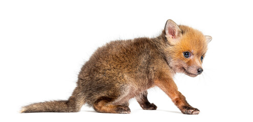 Rear view of a Sitting five weeks old Red fox cub, isolated on white