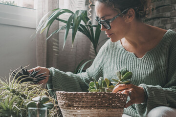 One woman at home sitting and doing gardening nature activity indoor with succulenta plants....