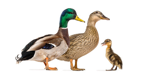 Male, female and their duckling Mallard duck, Anas platyrhynchos, isolated on white.