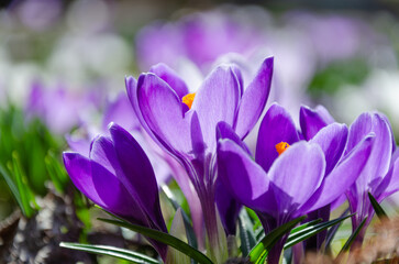 早春の野に咲くクロッカス