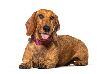 Dachshund lying down wearing a red collar, panting, isolated on white