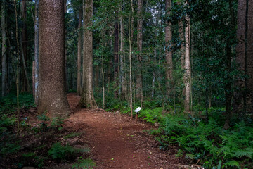 Obraz premium Walking track through the forest in Bunya Mountains National Park, Queensland, Australia