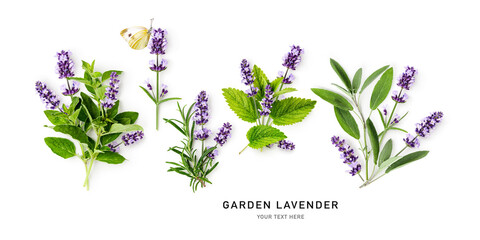 Lavender, sage, melissa, rosemary and oregano set isolated on white background.