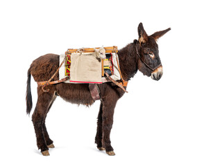 Martina Franca donkey Carry Newborn pecora Sopravissana Lambs Inside Tailored Saddles, isolated on...