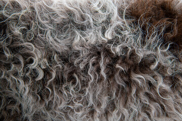 Curly coat of a Lagotto Romagnolo dog, isolated on white