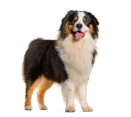 Australian Shepherd standing and panting, isolated on white