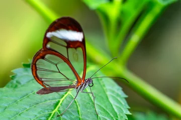 Schilderijen op glas Closeup   beautiful  glasswing Butterfly (Greta oto) in a summer garden. © blackdiamond67