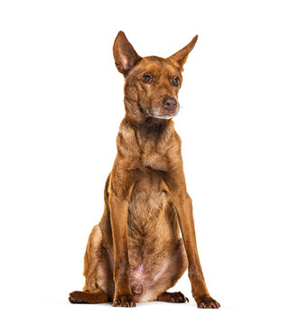 Borador, Crossbreed between Border Collie with labrador retriever, isolated on white