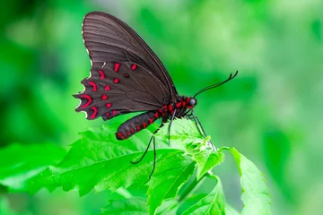 Sierkussen Macro shots, Beautiful nature scene. Closeup beautiful butterfly sitting on the flower in a summer garden. © blackdiamond67