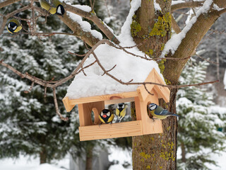Forest birds at wooden feeder in winter. Different types of tit birds near feeder. Human care for wildlife.
