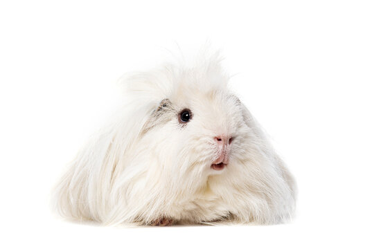 Guinea Pig, isolated on white
