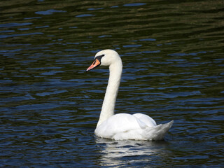 white swans swimming in the river in sunlight 