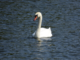Fototapeta premium white swans swimming in the river in sunlight 
