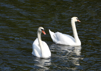 white swans swimming in the river in sunlight 