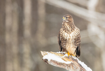Common Buzzard in winter at a wet forest