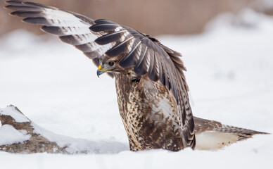 Common Buzzard in winter at a wet forest