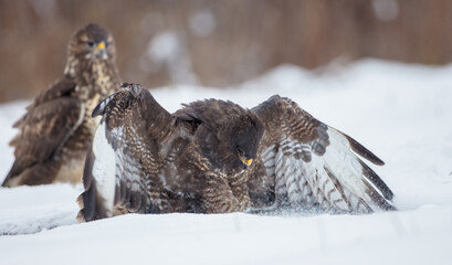 Common Buzzard in winter at a wet forest