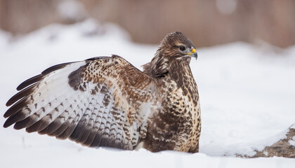 Common Buzzard in winter at a wet forest
