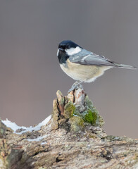 Coal tit in winter at a wet forest
