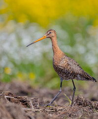 The black-tailed godwit - adult bird at a wet fields in late spring