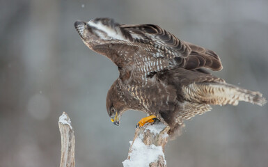 Common Buzzard in winter at a wet forest