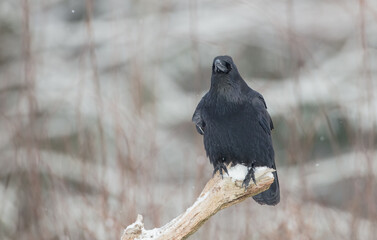 Common Raven - in winter at a wet forest