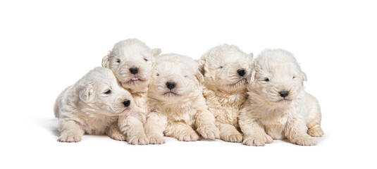 Pack of Puppies Maremma Sheepdogs in a row, isolated on white
