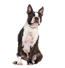 Portrait of a Boston Terrier, isolated on white