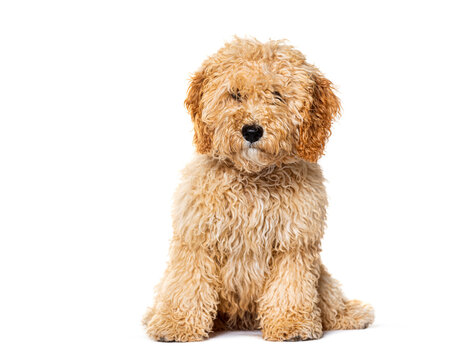 Cockapoo sitting mix poodle with cocker, isolated on white