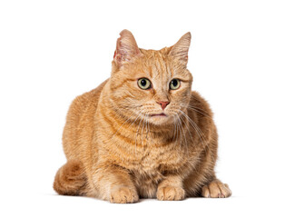 Old ginger crossbreed cat, isolated on white