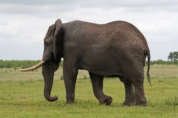 Fototapeta premium Magnificent African elephant walking in Kruger National Park, South Africa