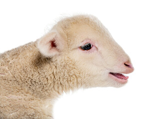 Fototapeta premium Headshot of a Pecora Sopravissana Lamb, isolated on white