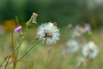 bee on a dandelion