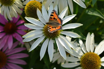 Butterfly on the flower. White flower of echinacea. Beautiful summer flower in the garden