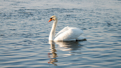Obraz premium swan on the lake