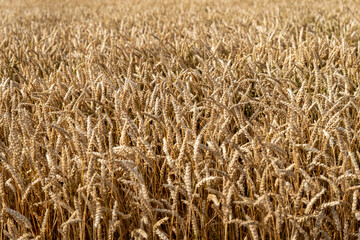 Juicy fresh ears of young green wheat on nature in spring summer field close-up of macro. Green Wheat field blowing in the rural Indian fields. Germany.