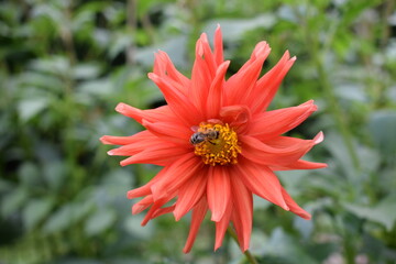 Bee on the georginia flower. Orange flower. Dahlia flower. Summer flower. Gardening