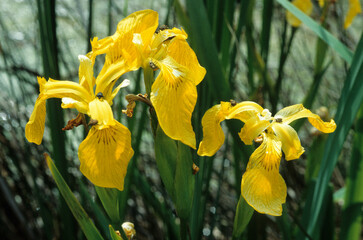 Iris pseudacorus, Iris des marais