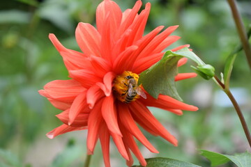 Bee on red flower of Georginia. Deep orange dahlia flower