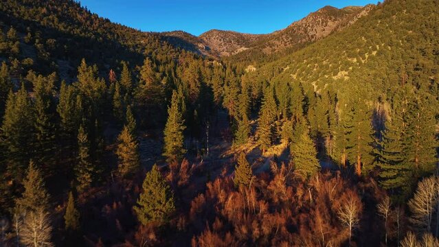Inyo National Forest Mammoth Lakes California Fall Trees Aerial Drone