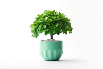 Green brain plant in pot on white background