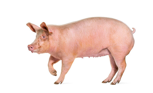 Side view of a Domestic pig walking, isolated on white