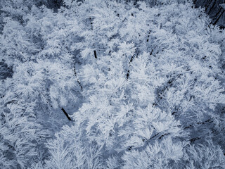 Winterwald