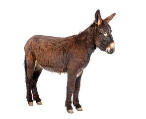 Side view of a Martina Franca donkey, isolated on white
