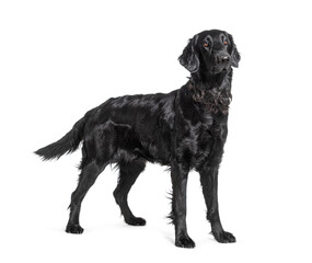 Side view of a Black Flatcoat Retriever dog standing, isolated on white