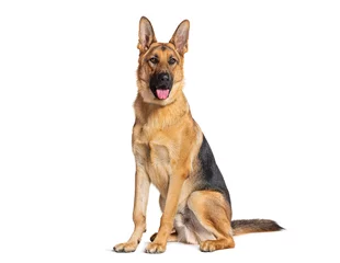 Fotobehang Sitting and panting German shepherd, isolated on white © Eric Isselée