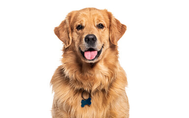 Head shot of a Happy panting Golden retriever dog looking at camera, wearing a collar and identification tag - obrazy, fototapety, plakaty